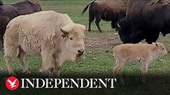 Rare white bison calf born at state park in Wyoming