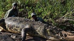 Monster Crocodile of South Africa