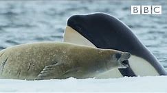 Killer whales are so clever 🤯 | Frozen Planet II - BBC