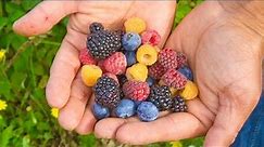 9 Types of Berries You Must Grow in Your Backyard
