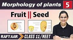 Morphology in Plants 05 | Fruit | Seed | Class 11/NEET || RAFTAAR
