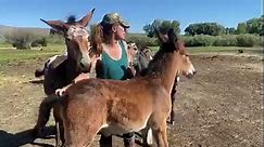 Feral Mule Foals