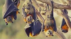 Bats Sound | Squeeking