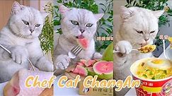 【Chef Cat ChangAn】A week’s recipe for you #FunnyCatVideos #CatCookingShow