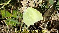 Der Zitronenfalter (Gonepteryx rhamni)