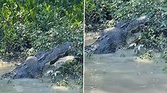 Crocodile eating another crocodile whole in the NT