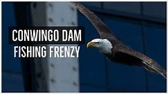 Bald Eagle fishing frenzy at the Conowingo Dam! 3 Days of filming Eagles in late fall