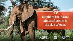 Elephant Fact Sheet