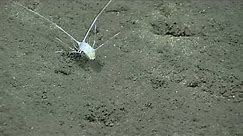 Isopod With Crazy-Long Antennae