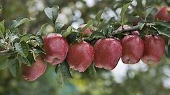 How to Grow Apple Trees in 10 EASY Steps