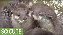 Otters kiss and cuddle each other
