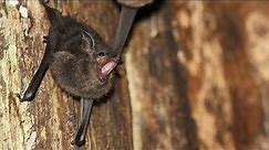 Baby bats babble, much like human infants
