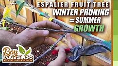 Espalier Fruit Tree Pruning Tips