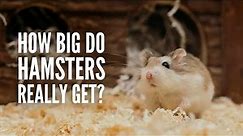 Hamster Sizes: How Big Do Hamsters Get?