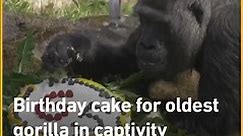 Birthday cake for oldest gorilla in captivity