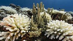 Study: Climate change "catastrophic" for coral