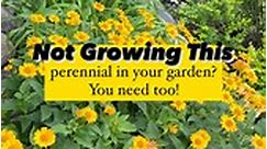 All the deets here 👇🏻 . 🌼 Not growing this perennial in your garden? . 🙌🏻 You need too!! . 🌿 Heliopsis ‘Tuscan Sun’ (perennial sunflower): . 🌼 This perennial has been a bright yellow superstar in my garden!! . 🌿 It’s bloom time is VERY long! . 🌼 It starts blooming in early summer and blooms until fall. . 🌿 I have had good luck with deer leaving it alone. . 🌼 Drought tolerant and will stand up to those hot summer days. . 👉🏻 Heliopsis ‘Tuscan Sun’ Stats: 👈🏻 . 🌼 Hardy Zone: 3 -9 . �