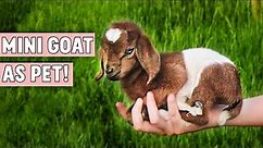 Mini Goat As Pet!! | Can You Keep Pygmy Goat as Pet?