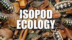 We NEED to make some changes in how we keep ISOPODS!