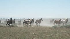 Wild Horses | Sunday on 60 Minutes