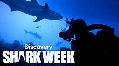 Divers Surrounded by Swarm of Huge Tiger Sharks | Shark Week