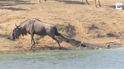 Hippo Saves Wildebeest From Hungry Crocodile