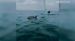 Delfine begleiten Boote in der Kieler Förde