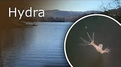 All About Hydra: Description, Anatomy and Feeding