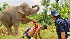 Wild elephant attacks on humans | The elephant brutally kicked the man to death | Elephant attack