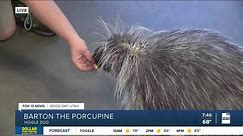 Meet Barton the Porcupine at Hogle Zoo