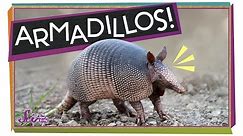 Armadillos: Animals with Armor!