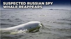Sweden News Live: Suspected Russian ‘Spy Whale’ Spotted Off The Coast Of Sweden