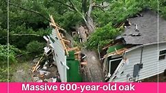 Massive 600-year-old oak tree splits in half in Arkansas