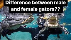 What’s the difference between male and female alligators?