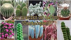 120 SPECIES OF CACTUS (Cactaceae)