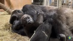 #GorillaStory: Sweet Snuggles