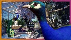 🦁 Peafowl Tropical Greenhouse | Planet Zoo Beta