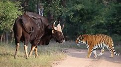 Gaur: The Tiger's Unseen Challenger | Wild Animalogy