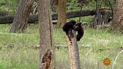 Nature: Black bears