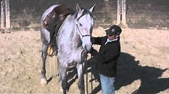 Bridling the really hard to bridle horse (that is 17.1 hands high ! )