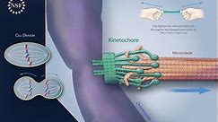How Kinetochores Help Split Cells