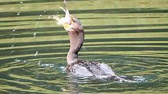 美国鸟类7：捕鱼中的角鸬鹚（double-crested cormorant