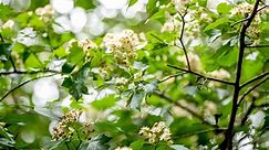 The Washington Hawthorn Tree: Late Blooms and Beautiful Berries