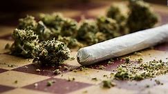 La marihuana con más THC provoca una mayor adicción