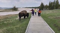 Bison snaps at Yellowstone tourist who got too close