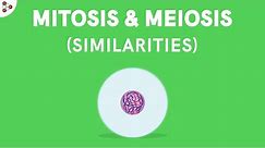 Similarities between Mitosis and Meiosis | Don't Memorise