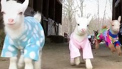 Adorable Baby Goats In Pajamas