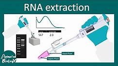 RNA extraction using trizol method