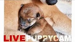 LIVE: Puppy cam / Shiba Inu - Day 1