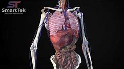 Full Virtual 3D Human Body Anatomy